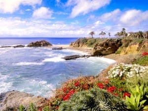 laguna-flowers-laguna-beach-california